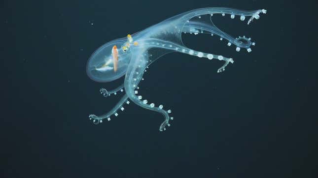 6 Surreal Views of New and Rare Deep Sea Creatures